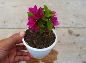 bougainvillea