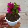 Simple Steps to Grow Bougainvillea plant from Cuttings