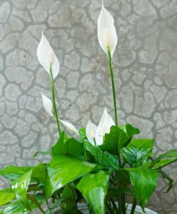 peace lily