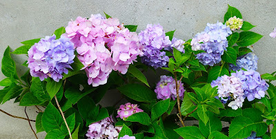 How to Grow Hydrangea Plant from Cuttings, Simple Steps for Beginners