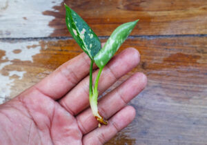 aglaonema cuttings