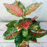 How to grow Aglaonema plant with simple step guide