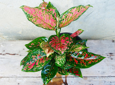 How to grow Aglaonema plant with simple step guide