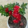 How To Grow Azalea Plant From Cuttings, Step by step simple guid