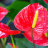 Simple Guide to Grow and care Anthurium Plant