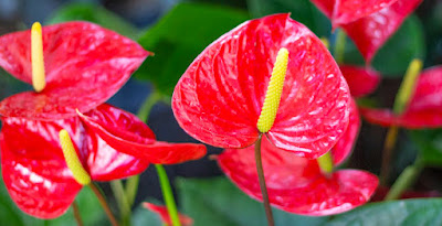 Simple Guide to Grow and care Anthurium Plant