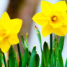 5 Best Spring Flowering Plants