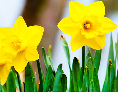 5 Best Spring Flowering Plants