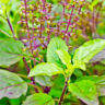 Discover The Benefits of the Tulsi Plant, That You Don’t Know