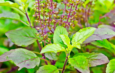 Discover The Benefits of the Tulsi Plant, That You Don’t Know