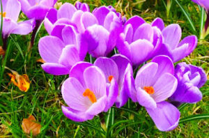 crocus