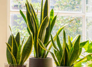 snake plant