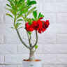 Simple Method to grow and care Adenium plant