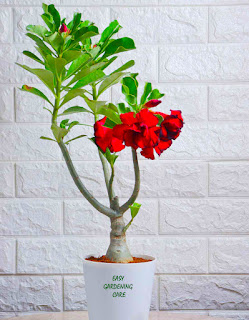 Simple Method to grow and care Adenium plant