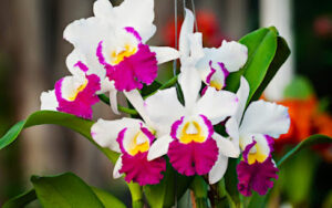 Cattleya orchids