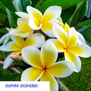 Champa (Plumeria)