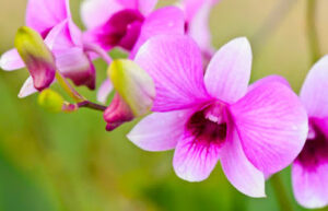 Dendrobium orchids