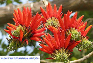 Indian Coral Tree (Erythrina variegata)