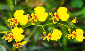 Oncidium orchids