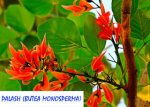 Palash (Butea monosperma)