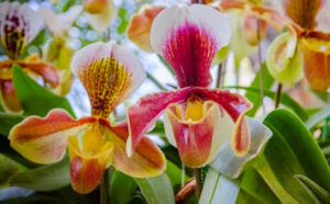 Paphiopedilum orchid