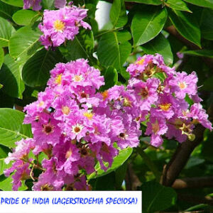 Pride of India (Lagerstroemia speciosa)