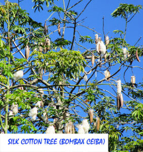 Silk Cotton Tree (Bombax ceiba)