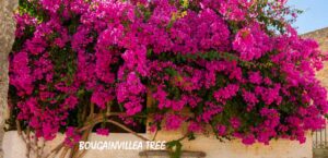 bougainvillea tree