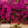 How to take care and grow Bougainvillea in summer