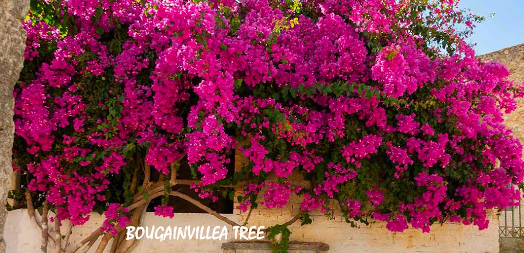 How to take care and grow Bougainvillea in summer