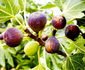 fig plant