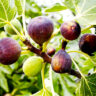 How to grow and care Fig Plant