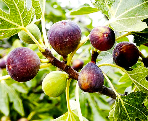 How to grow and care Fig Plant