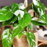 How to grow Philodendron plants in simple way