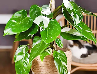 How to grow Philodendron plants in simple way