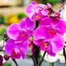 When Do Orchids Bloom? How to Encourage Orchid Blooming in Your Garden