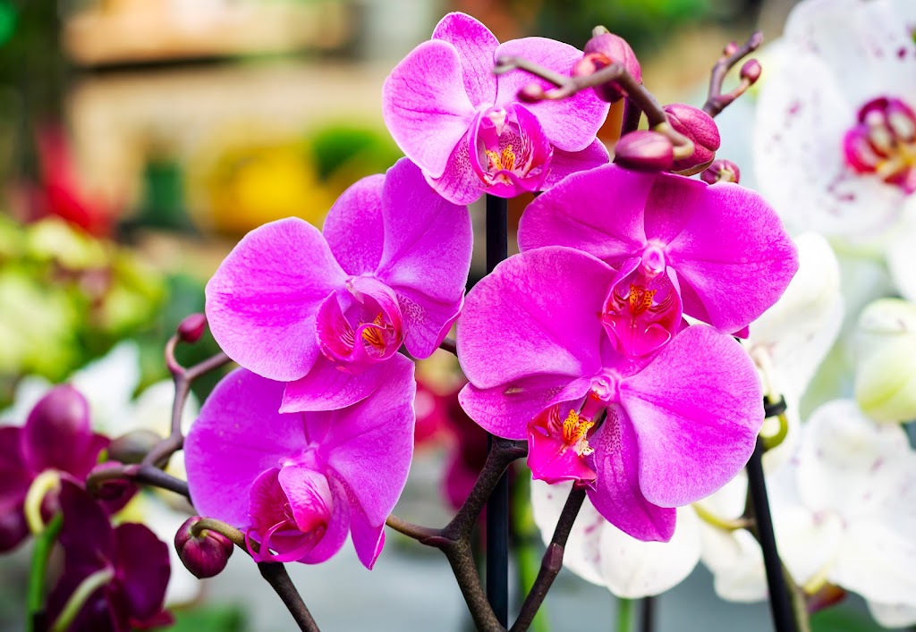 When Do Orchids Bloom? How to Encourage Orchid Blooming in Your Garden