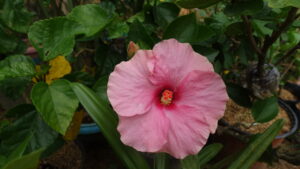 Hibiscus