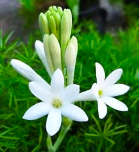 Tuberose