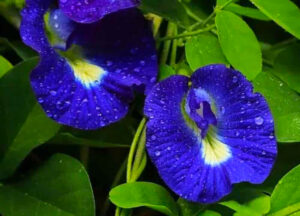 Butterfly Pea