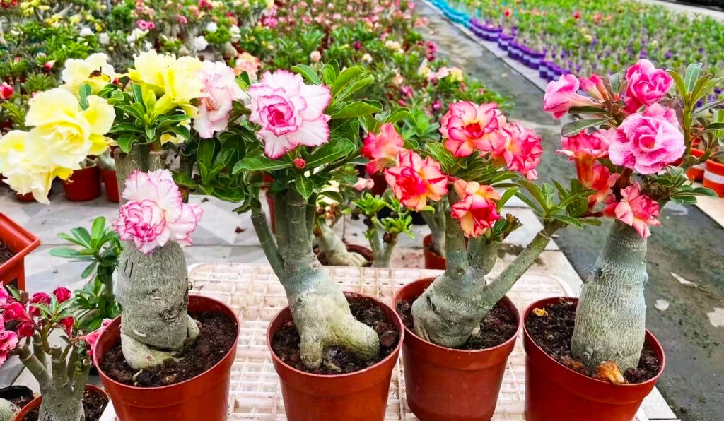 adenium plant