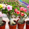 adenium plant