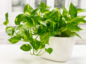 pothos plant