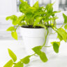 pothos plant