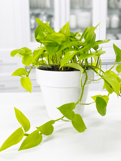 pothos plant