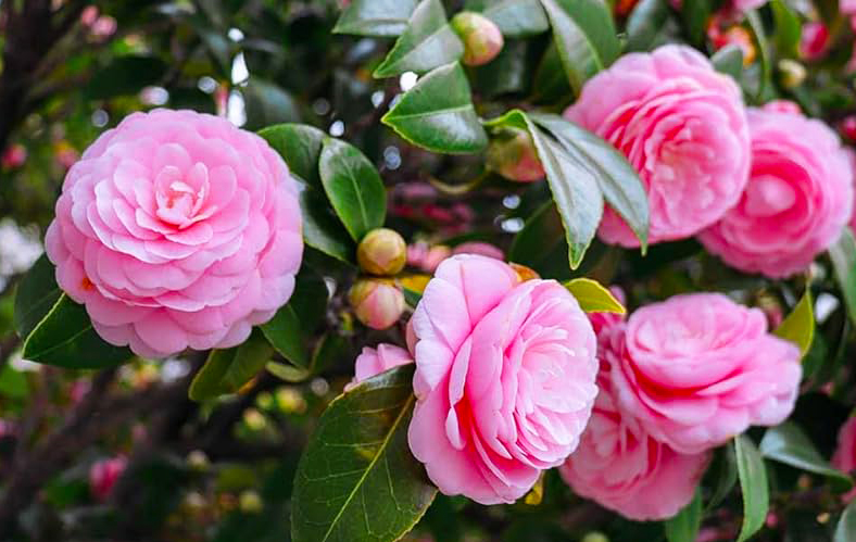 Camellia