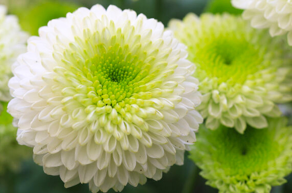 chrysanthemum