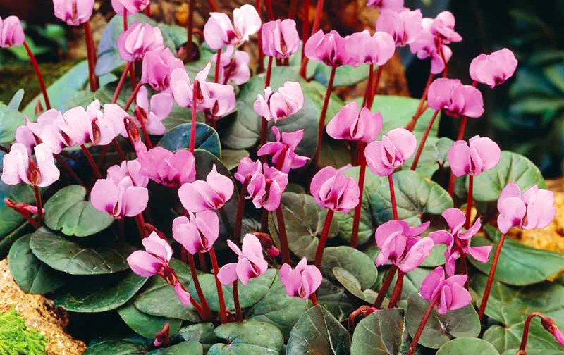 Cyclamen hederifolium