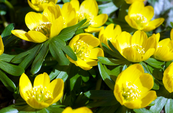 Eranthis hyemalis