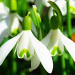 Galanthus